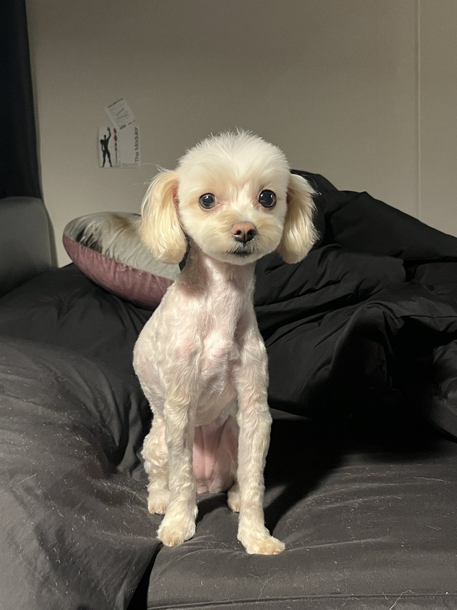 BAEK_gkwl's tweet photo. 안녕하세요 백찬이 누나입니다.
저희집에 미용받으러 오던 댕이 기억하실까요.

댕이 어머니 차가 6중 추돌사고로 전복되어 어머니는 척추 부러지시고 댕이가 놀라서 탈출했습니다.

핑크조끼를 입은 해당 강아지를 보신 분들이 보실 수있게 알티 한번씩만 부탁드립니다 https://t.co/X40bwwHjRQ