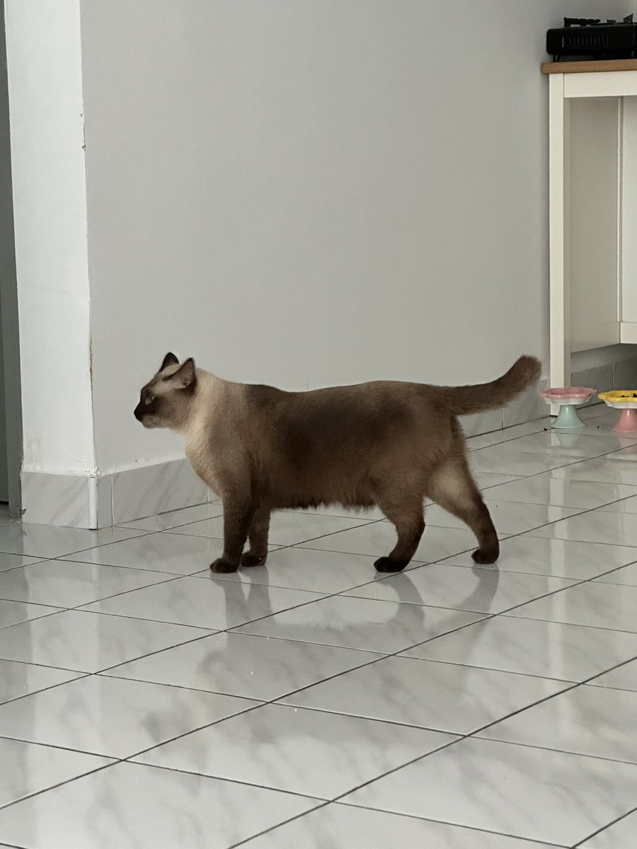goodmeowning__'s tweet photo. Hari tu ada orang hantar furniture nampak iyam “BESORNYA KUCING TU MACAM LEMBU” 🙂 https://t.co/MwYzvxeQpU