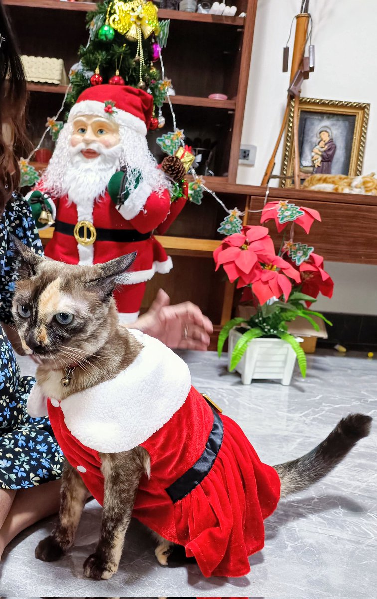 OrpheousX's tweet image. ได้มาร่วมเดือนละ เพิ่งแกะ เดี๋ยวเมียเห็น...
 ส่วนอีกรูปคืออวดลูกสาวเฉย ๆ  ... @RionaPLG  @LucenePLG  #sigmaFangs #lucenes