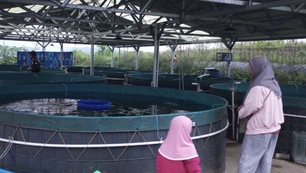 IstiAnggih's tweet photo. Senin (14/10/2024), Anggih Isti, Luhkan Kab.Wonosobo mendampingi panen ikan koi di Pokdakan “Pondok Koi Farm” Kel.Kalibeber Kec.Mojotengah 

#GiatLuhkanSatminkalTegal 
#luhlapor
@PKBLU_bp3tegal https://t.co/aqJIYt6Rrn
