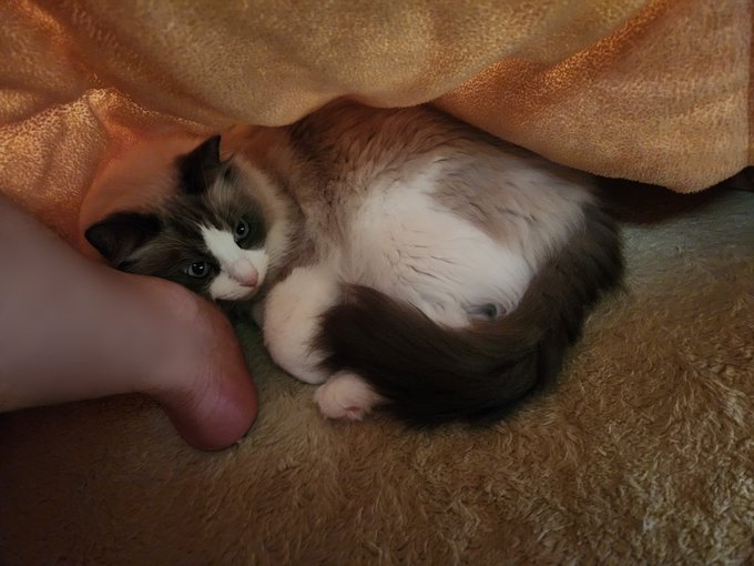 ナンナ そろそろ動いて良いかい 