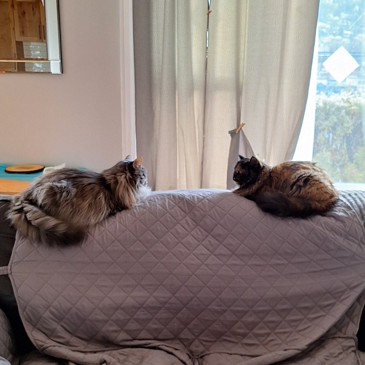 DrBlump's tweet photo. My cats tolerate each other... sometimes
#Cat  #CatsOfTwitter #CatLife https://t.co/Cizv0FJJCY