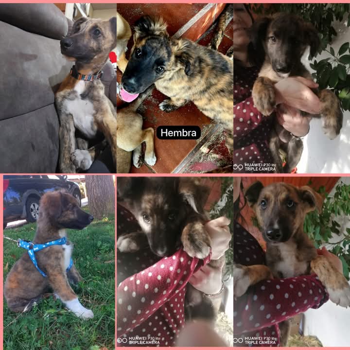 RockdrigoRoman's tweet photo. Urgente necesitamos hogar definitivo para estás Galguitos rescatados desde la calle. 
Rengo, región de Ohiggins 
Rt porfa 🙏 https://t.co/Svt92qQnEK