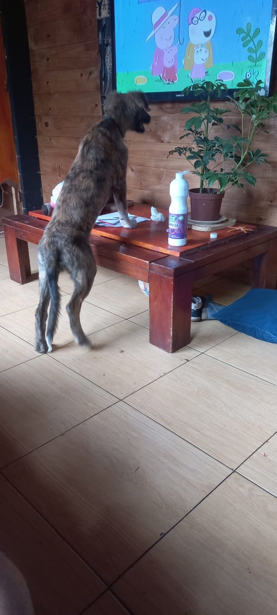 RockdrigoRoman's tweet photo. Urgente necesitamos hogar definitivo para estás Galguitos rescatados desde la calle. 
Rengo, región de Ohiggins 
Rt porfa 🙏 https://t.co/Svt92qQnEK
