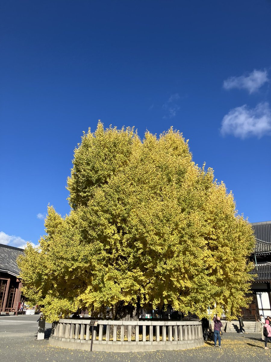 baimaken0218's tweet photo. 西本愿寺净土宗本山 https://t.co/d6S4KL67w9