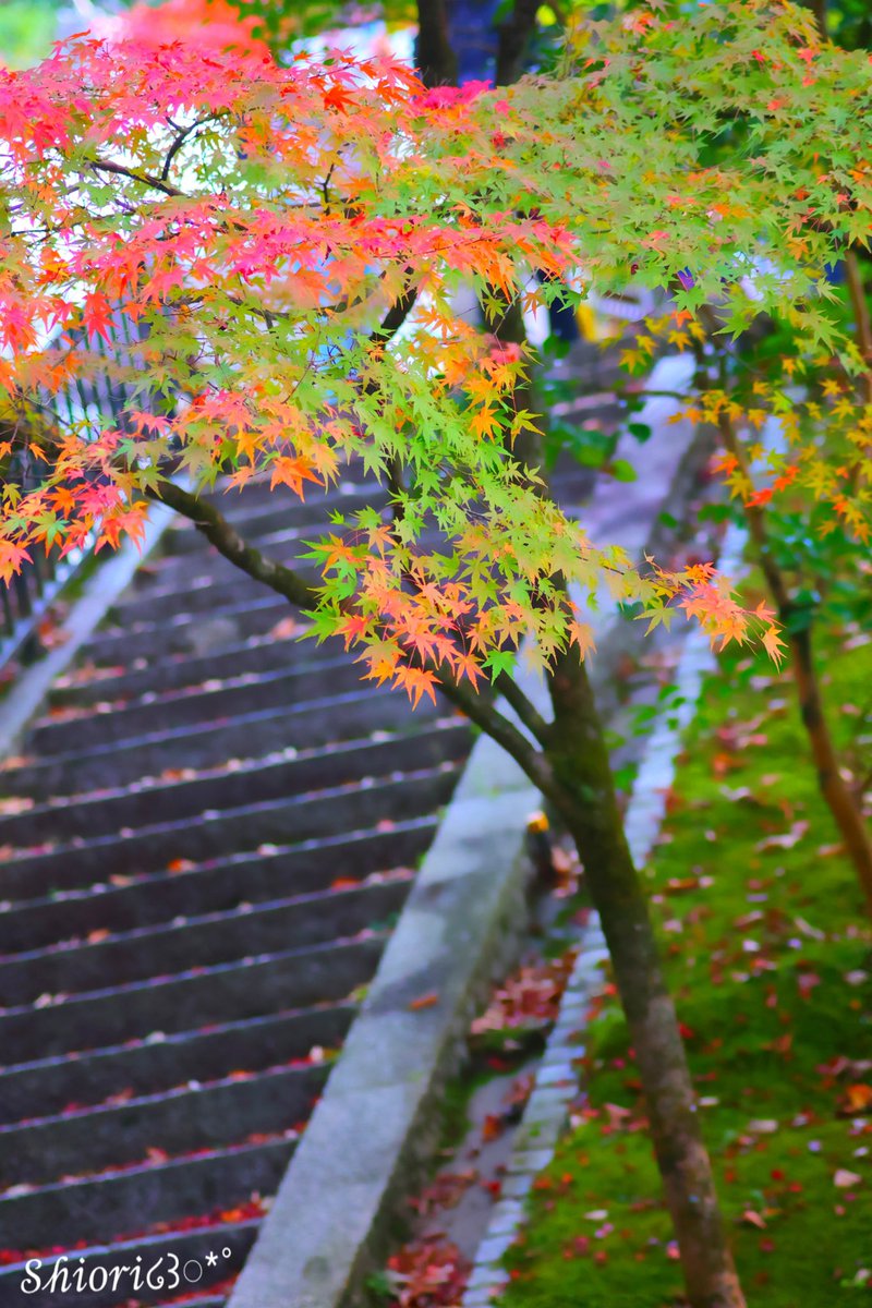 𓏲𓇢𓂅

🍁࿐⋆* 🍁࿐⋆*

冷えた石段に

暖かな彩りを⟡.·*.

🍁࿐⋆* 🍁࿐⋆*

 #紅葉

.* ⚘

リプ欄閉じようとしたら
間違えて消しちゃったので
同じの上げ直しました( ；꒳​； )