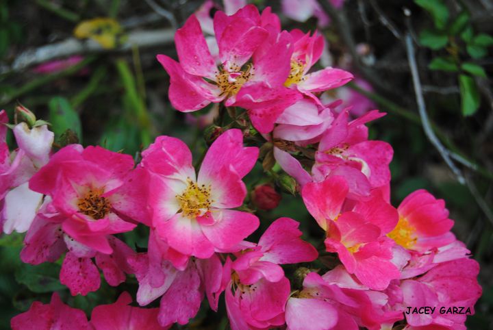 Art of the Day: "Flowers Two". Buy at: ArtPal.com/rogergarza2014…