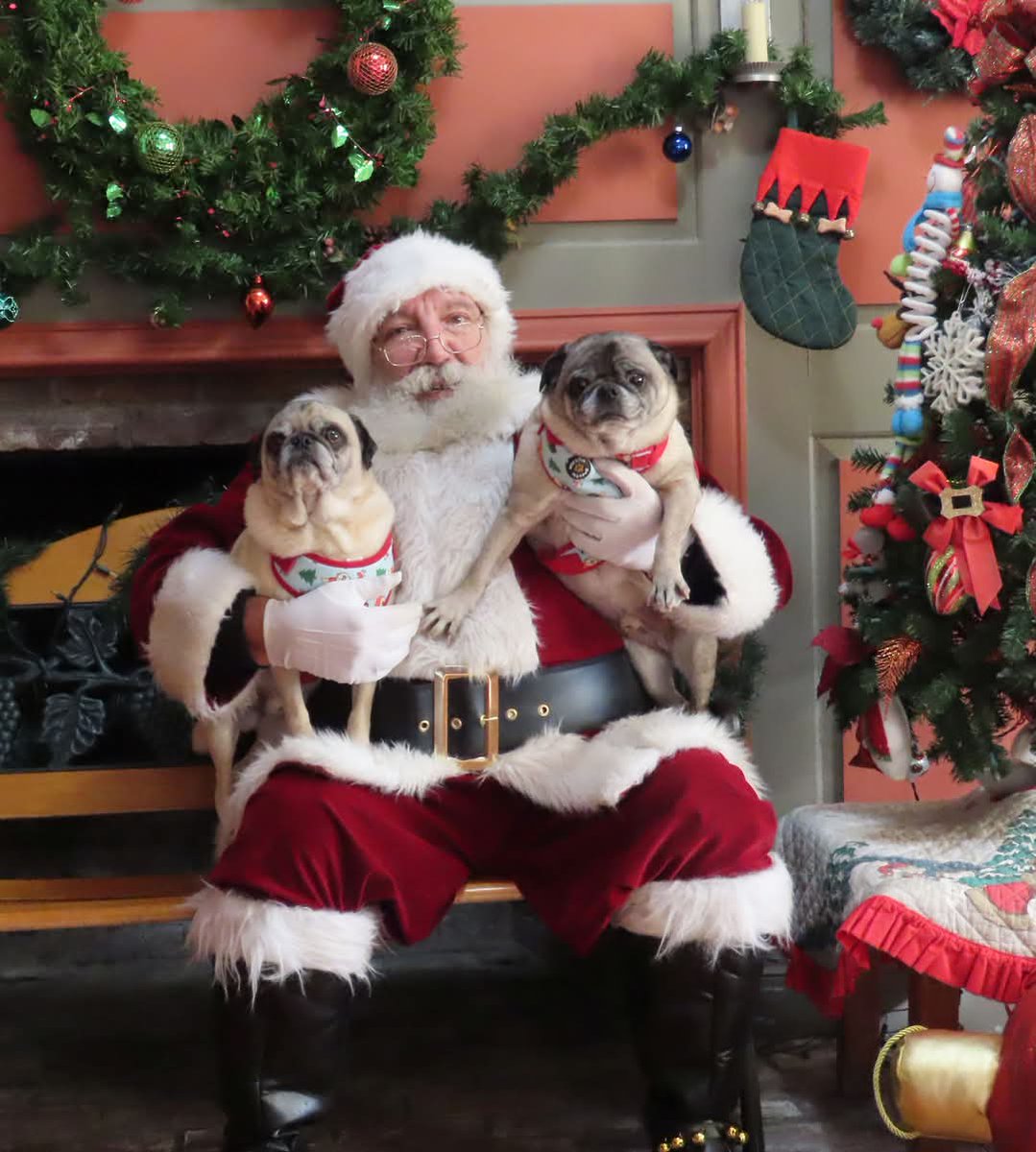 mrwugglythepug's tweet photo. Time with Santa! The pugs gave them their list. I think they will be happy Christmas morning! #pugs #fawnpug #blackpugs #Christmas #presents #santa #santapugs https://t.co/V5HA8FsfLd