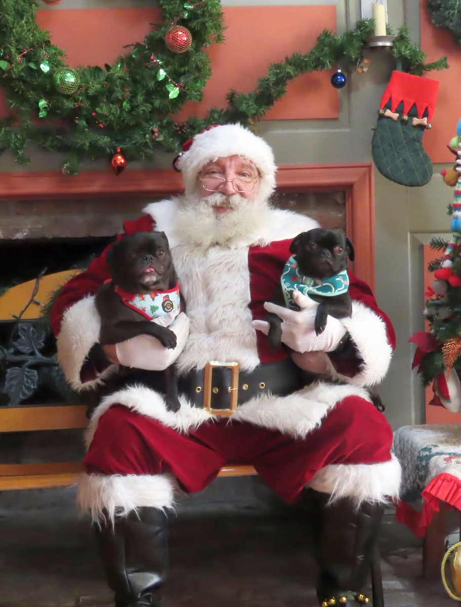 mrwugglythepug's tweet photo. Time with Santa! The pugs gave them their list. I think they will be happy Christmas morning! #pugs #fawnpug #blackpugs #Christmas #presents #santa #santapugs https://t.co/V5HA8FsfLd