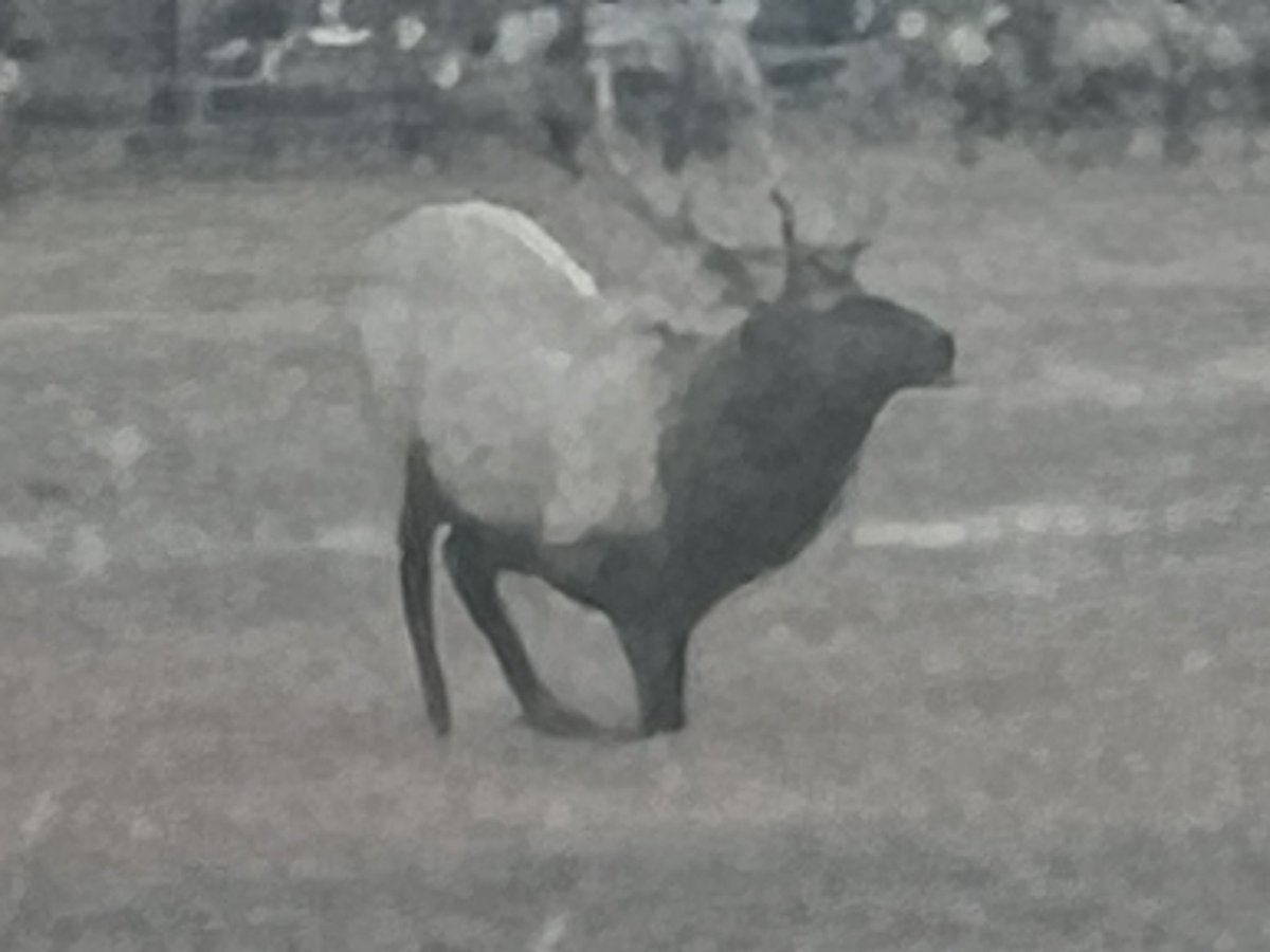 Well they were a 1/4 mile too far south! Couldn’t get her to come home with me! I have till Jan 31 to fill my tag