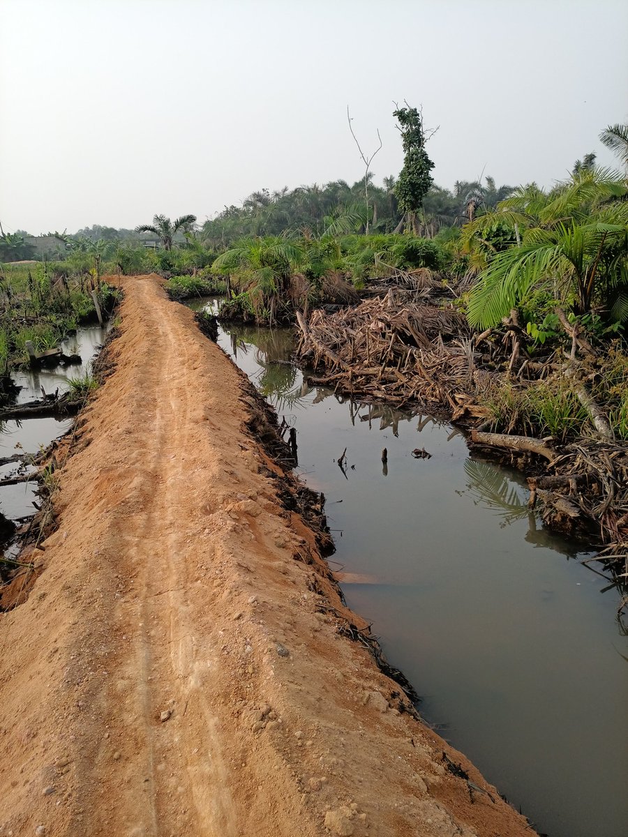 As we continue to destroy our remaining forests,mangroves,we must remember that once these trees/mangroves are gone,we are gone. The fate of humankind is intricately tied to the fate of our forests/mangroves. Let's take action now to protect our remaining mangroves/forest.