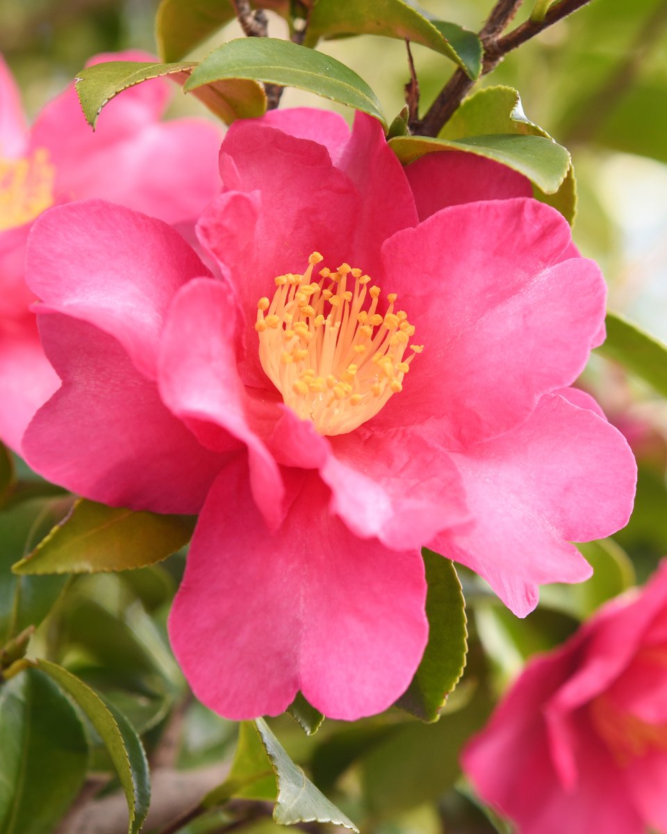 Tokyo_gov's tweet photo. Sasanqua camellias are native to southwest Japan, where they grow wild with single white blooms. In botanical gardens, they bloom in red, pink, and patterned varieties.
In #Tokyo, you can find them at Kameido-Chuo Park and Jindai Botanical Gardens.
#TokyoFlowerBook https://t.co/dgwzQwExX4