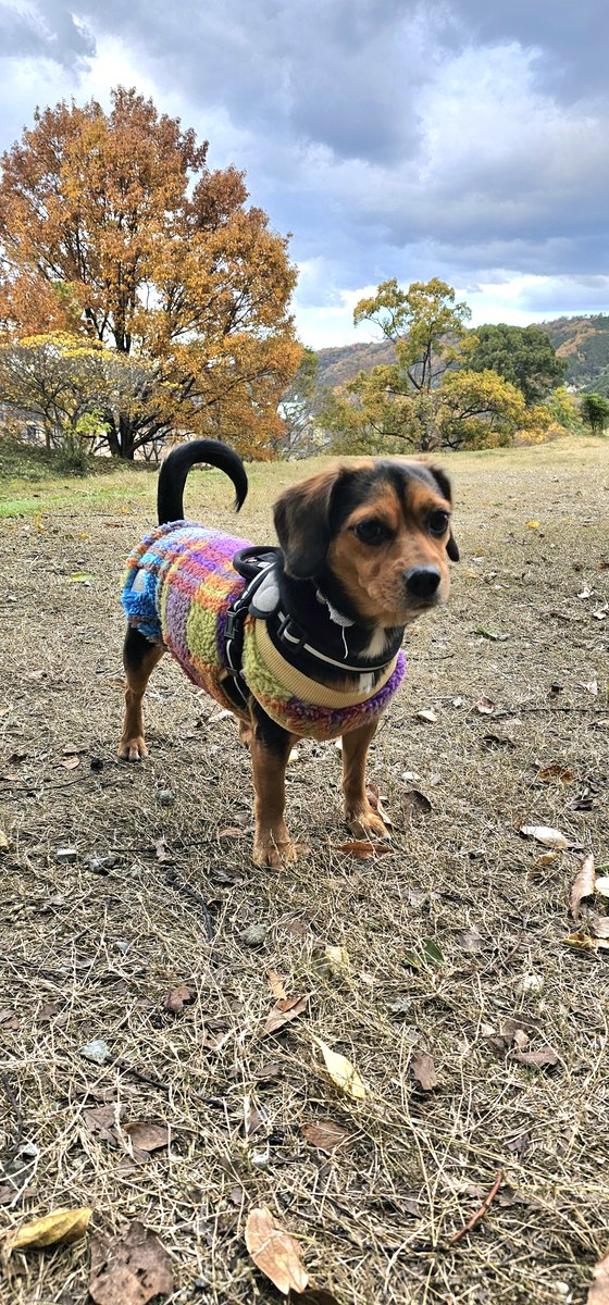 おはようございます💎週末は愛犬とドッグランへ🐾併設しているカフェでモンブランを食べたのですが今まで食べたモンブランの中でベスト3に入るぐらい美味しかったです😍愛犬も広い場所で走り回れて満足そうでした🐶今週もよろしくお願いします✨
#企業公式が朝の挨拶を言い合う 
#企業公式相互フォロー