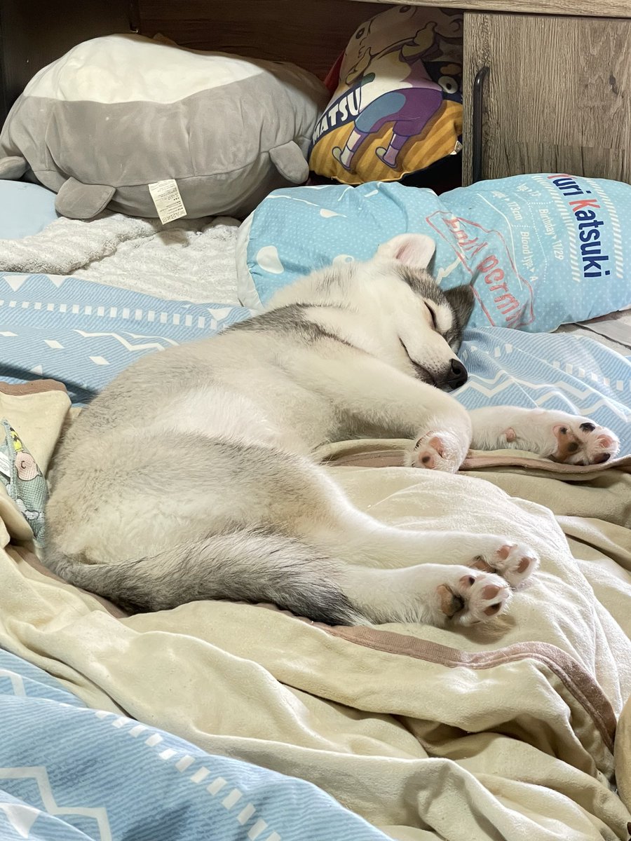 rckyslng3611's tweet photo. ペットってさあ、親兄弟たちと離されて自分とは見た目も性質も異なる更には見知らぬ人間の家庭に放り込まれて生きていかないといけないのにさ、
なんでこんな穏やかな寝顔できるの
毎回笑顔で接してくれるの
凄いなぁ
君がいるだけで私の存在が認められた気さえするよ https://t.co/6ZqPASFXfu