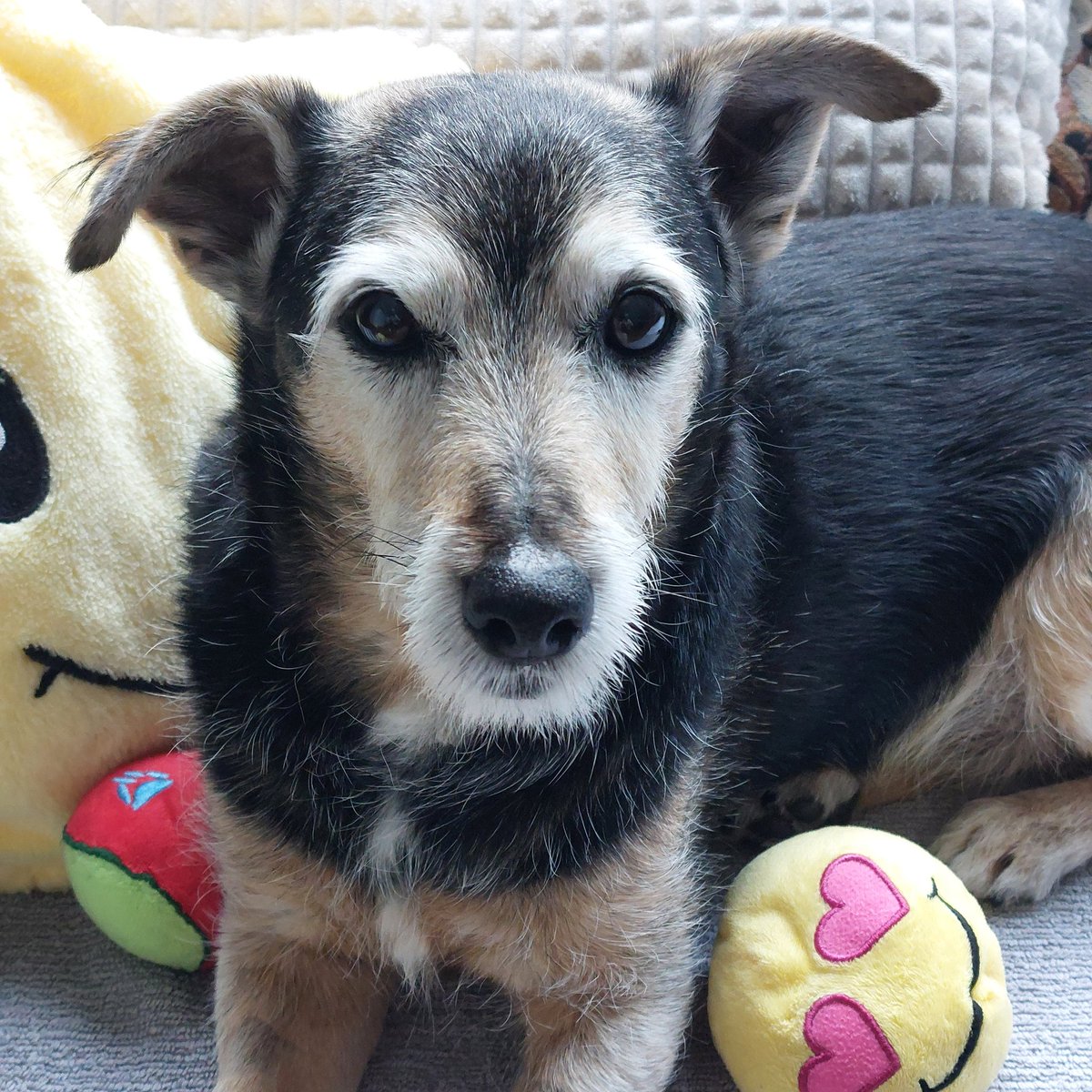 Hallo ich melde mich mal.
Lange ist es her, seit ich hier aktiv war. Die Bissattake an Joli hat uns beide verändert. Für eure Anteilnahme bedanke ich mich von Herzen. Die DM's und Karten werde ich beantworten. Wir wünschen euch allen eine gute Zeit. ❤️🐾🐾