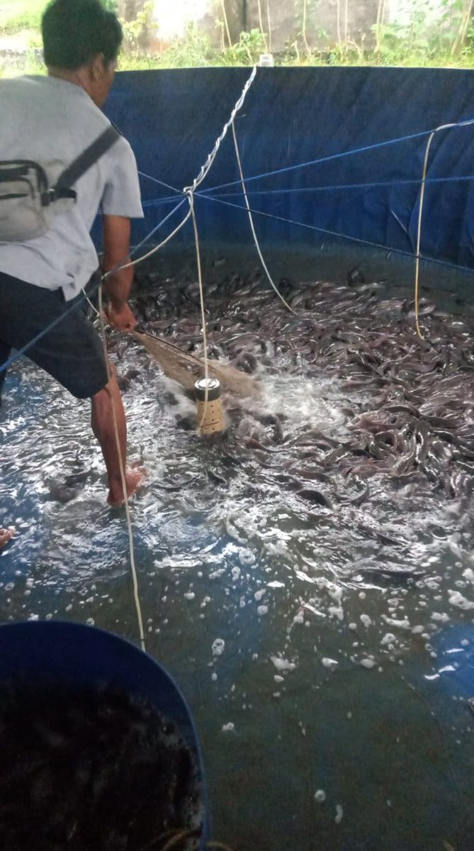 IstiAnggih's tweet photo. Kamis (07/11/2024), Anggih Isti, Luhkan Kab.Wonosobo mendampingi #panen di Pokdakan “YPI Ali Masykur Al Futuhiyyah” Ds.Bumirejo Kec.Mojotengah sbnyak 161 kg hrga 18 rb

#GiatLuhkanSatminkalTegal 
#luhlapor #panen 
@PKBLU_bp3tegal https://t.co/MtaByRgQs5
