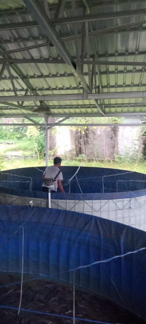 IstiAnggih's tweet photo. Kamis (07/11/2024), Anggih Isti, Luhkan Kab.Wonosobo mendampingi #panen di Pokdakan “YPI Ali Masykur Al Futuhiyyah” Ds.Bumirejo Kec.Mojotengah sbnyak 161 kg hrga 18 rb

#GiatLuhkanSatminkalTegal 
#luhlapor #panen 
@PKBLU_bp3tegal https://t.co/MtaByRgQs5
