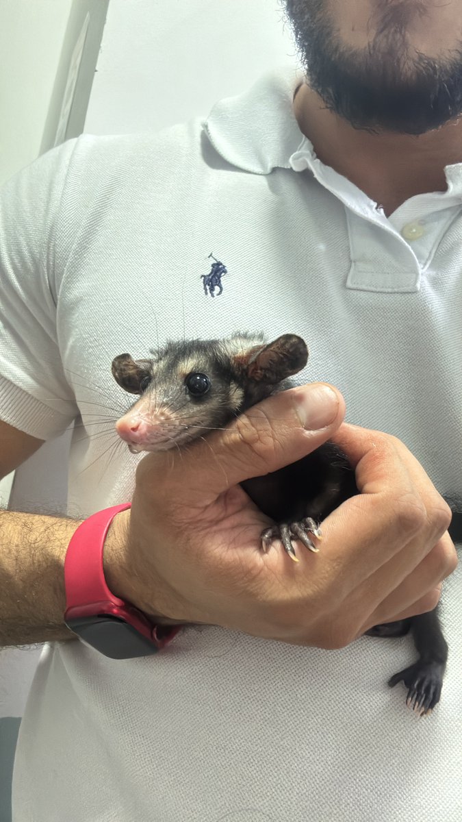 Meu amiguinho de hoje à tarde 🤏🏻