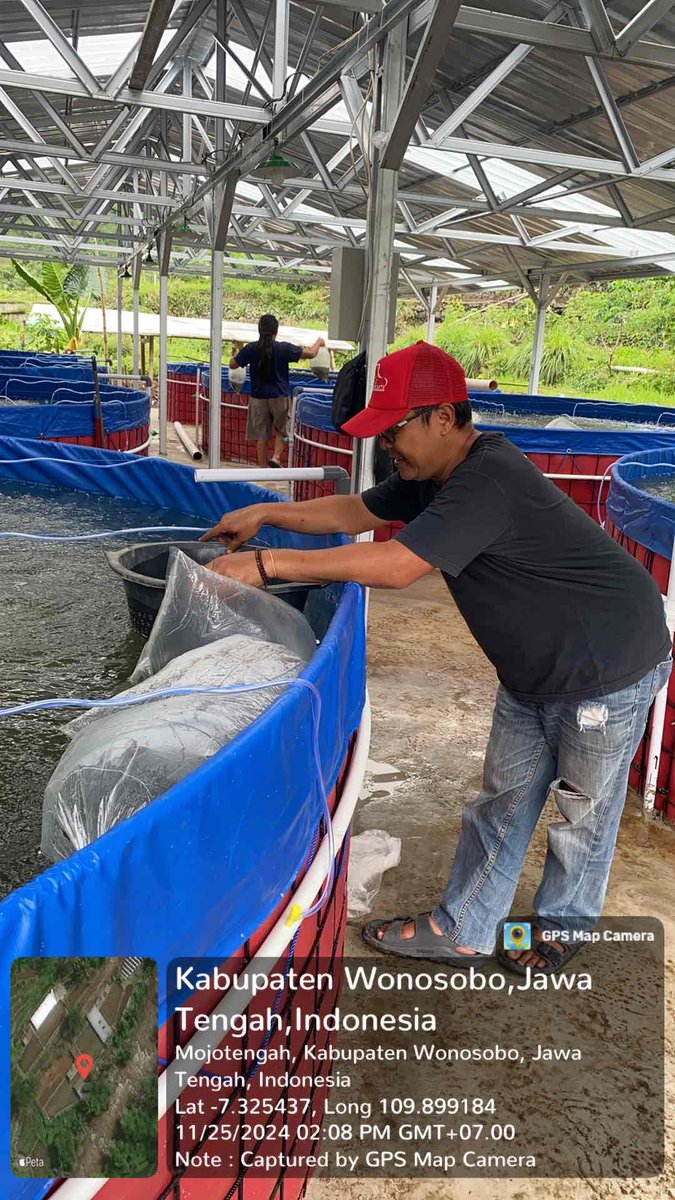IstiAnggih's tweet photo. Senin (25/11/2024), Anggih Isti, Luhkan Kab.Wonosobo mendampingi tebar benih ikan nila budidaya bioflok di Pokdakan “Mina Tirta Wening” Ds.Sukorejo Kec.Mojotengah 

#GiatLuhkanSatminkalTegal 
#luhlapor 
@PKBLU_bp3tegal https://t.co/ECgJOubU9z