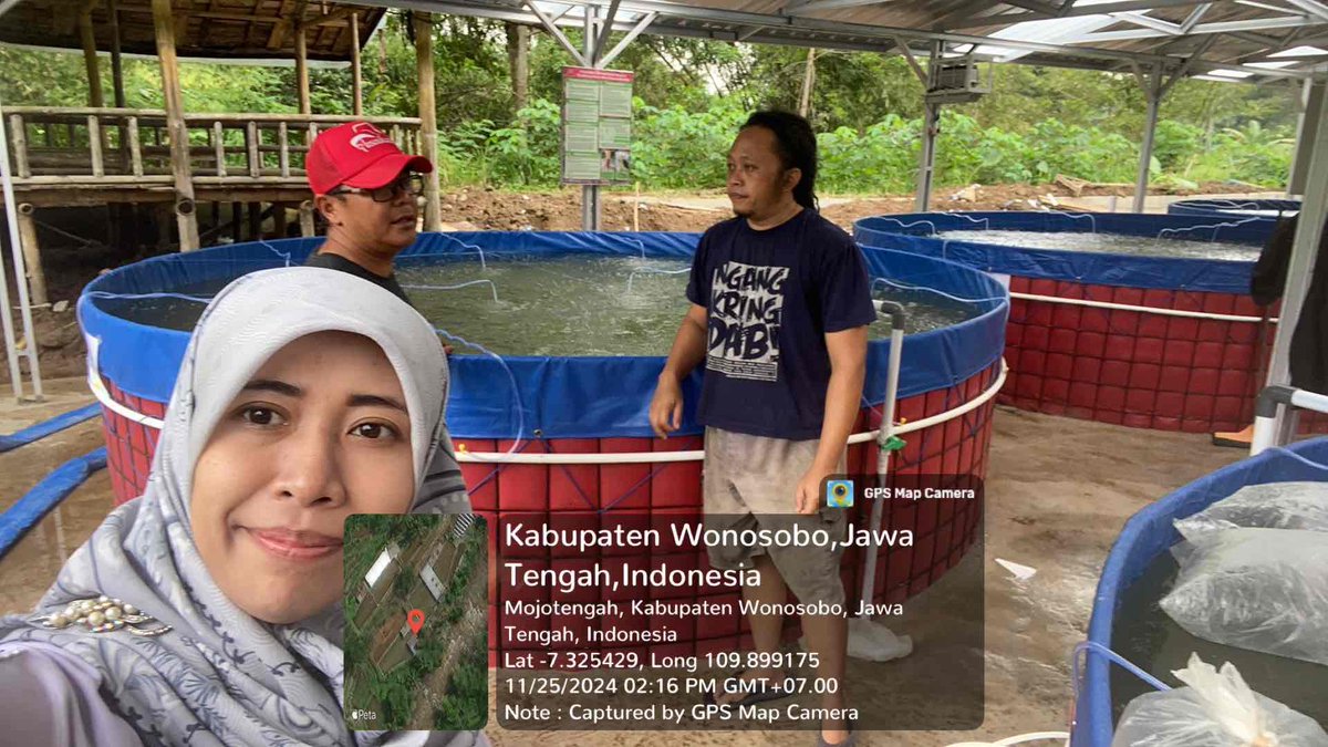 IstiAnggih's tweet photo. Senin (25/11/2024), Anggih Isti, Luhkan Kab.Wonosobo mendampingi tebar benih ikan nila budidaya bioflok di Pokdakan “Mina Tirta Wening” Ds.Sukorejo Kec.Mojotengah 

#GiatLuhkanSatminkalTegal 
#luhlapor 
@PKBLU_bp3tegal https://t.co/ECgJOubU9z