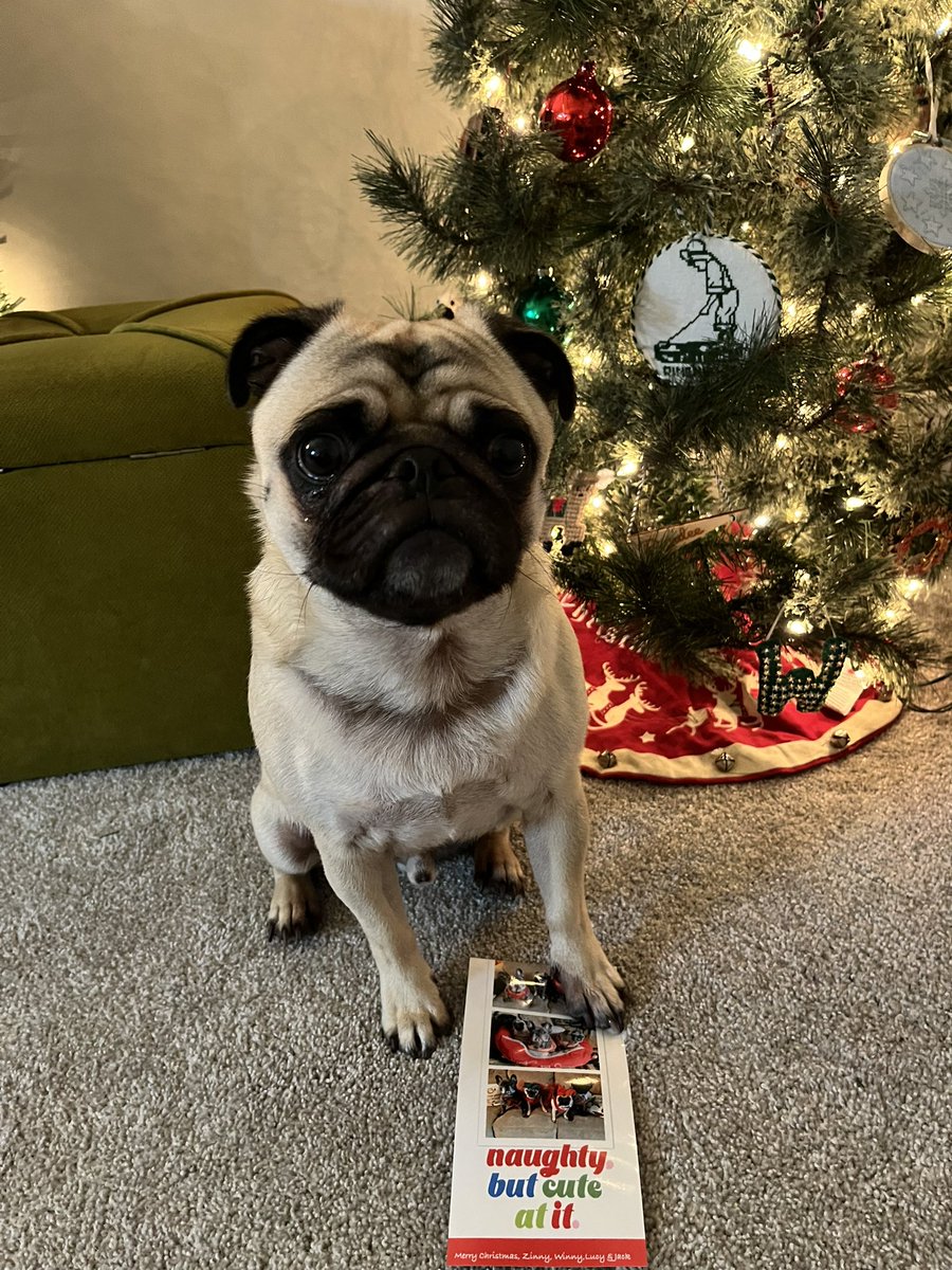 Thank you, #PugTalk friends <a href="/mommasboymushu/">Angel Mushu😇🌈, Zinny🖤, Winny💓</a> for the lovely card! 🎄