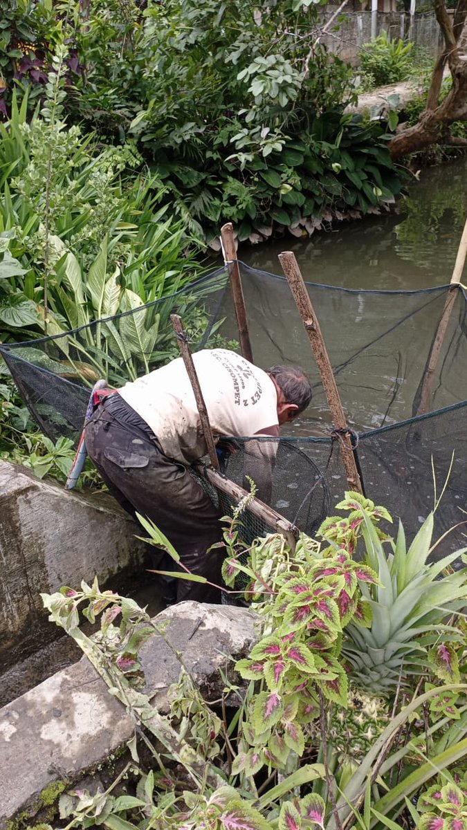 NitaFarida_1704's tweet photo. Selasa (03/12), Nita Siti Farida, Luhkan Garut, di Pokdakan Samilik Berkah Ds Cisompet, panen ikan nila sebanyak 250 kg di salah satu anggota kelompok #GiatLuhkanSatminkalbogor #KabGarut #Aktivitas
@brpbatpp_bogor
@pusluh_bppsdm
@bppsdm_kp https://t.co/MgUV6qCUVM