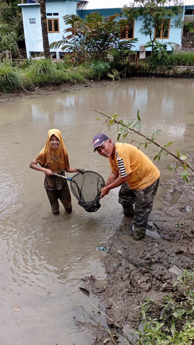 NitaFarida_1704's tweet photo. Selasa (03/12), Nita Siti Farida, Luhkan Garut, di Pokdakan Samilik Berkah Ds Cisompet, panen ikan nila sebanyak 250 kg di salah satu anggota kelompok #GiatLuhkanSatminkalbogor #KabGarut #Aktivitas
@brpbatpp_bogor
@pusluh_bppsdm
@bppsdm_kp https://t.co/MgUV6qCUVM