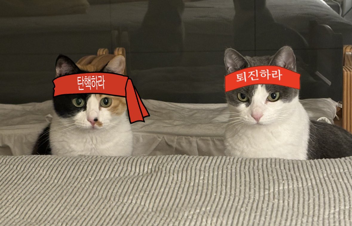 nunnanco's tweet photo. 투쟁고양이 https://t.co/qVEoRhwSDa