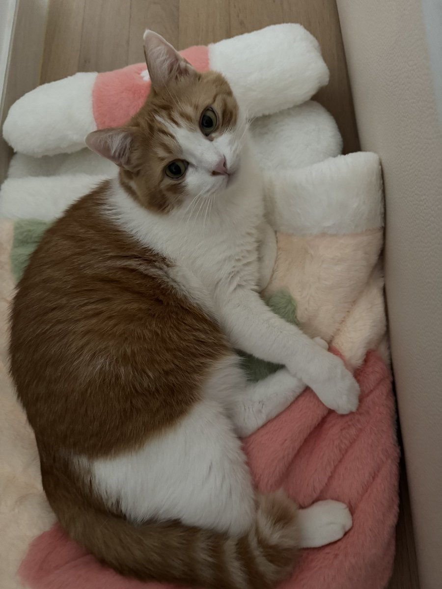 어제는 오봄 생일이었는데 우리 생일자는 생일 선물로 사준 이불 위에서 쿨쿨 많이 잤다. 저 안에 들어가야하는데 못그러는 왕고양이♥️ 너의 하루가 늘 행복하길. 바보 사람들로부터 지켜줄게!