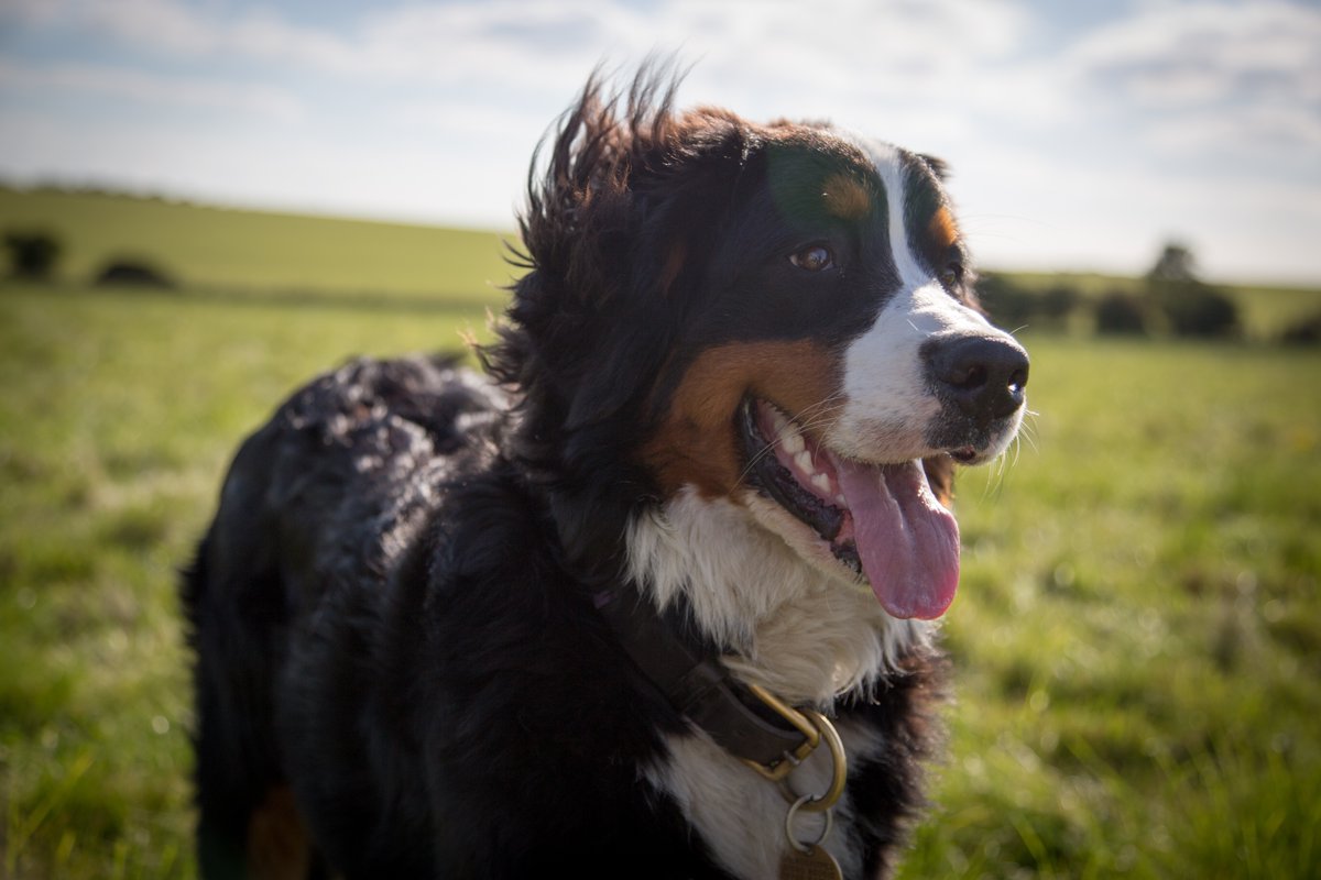 CK9Bot's tweet photo. 🐶 Our captivating canine of the hour: Bernese Mountain Dog 

🔗 Learn more: https://t.co/tDvOmiHTha https://t.co/ZVtljN15i0
