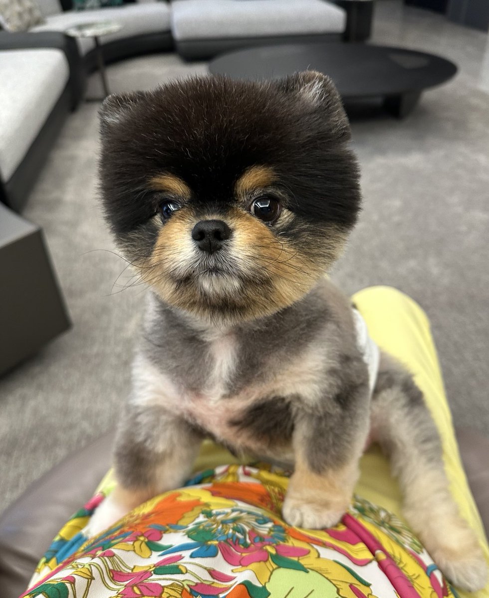 Bobaoppa tweet media