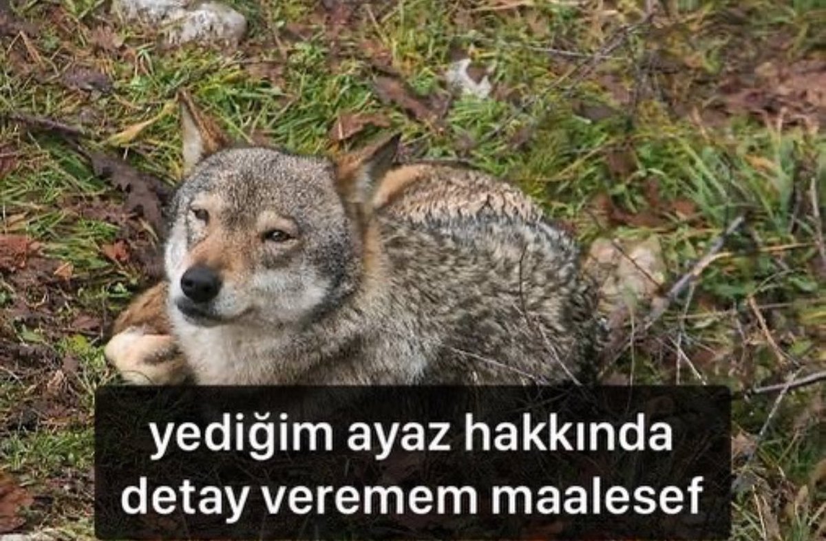 Kurt ketum olmayı öğrenmiş