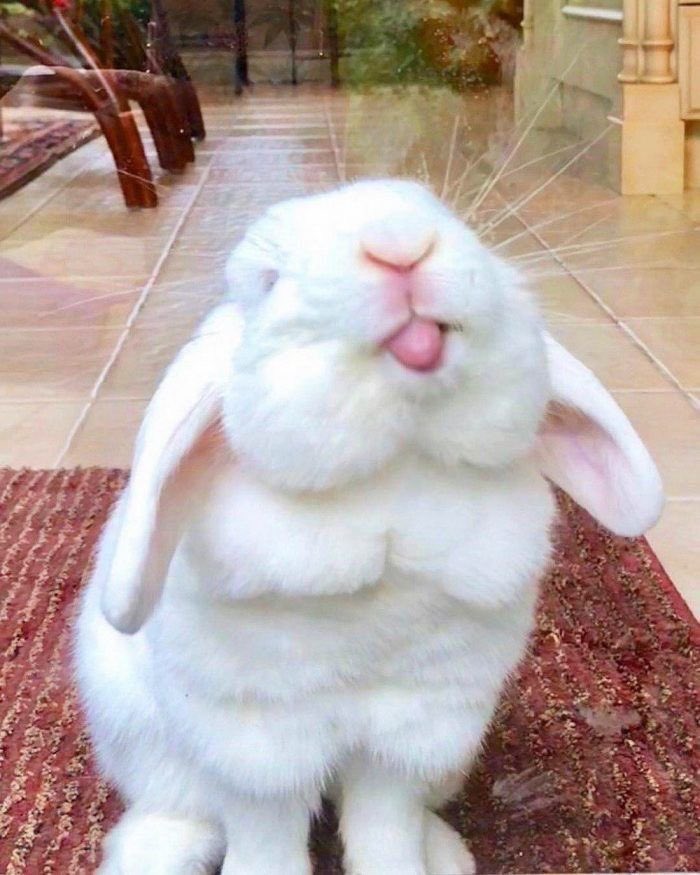 Bunnies's tweet photo. https://t.co/aPX0Qgh1Eq