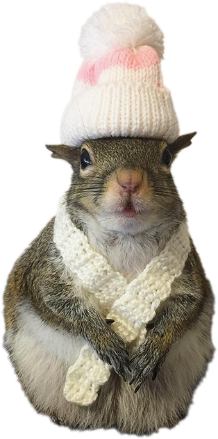 Squirrel_TOKEN_'s tweet photo. ❄️Just like storing acorns for the winter.

💨Store Jill and memes on the BNB chain.

                                                                                                #memecoins #BNBChain https://t.co/J7QFnRt0cV