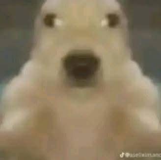 jugo.🦇

Bruh resubido