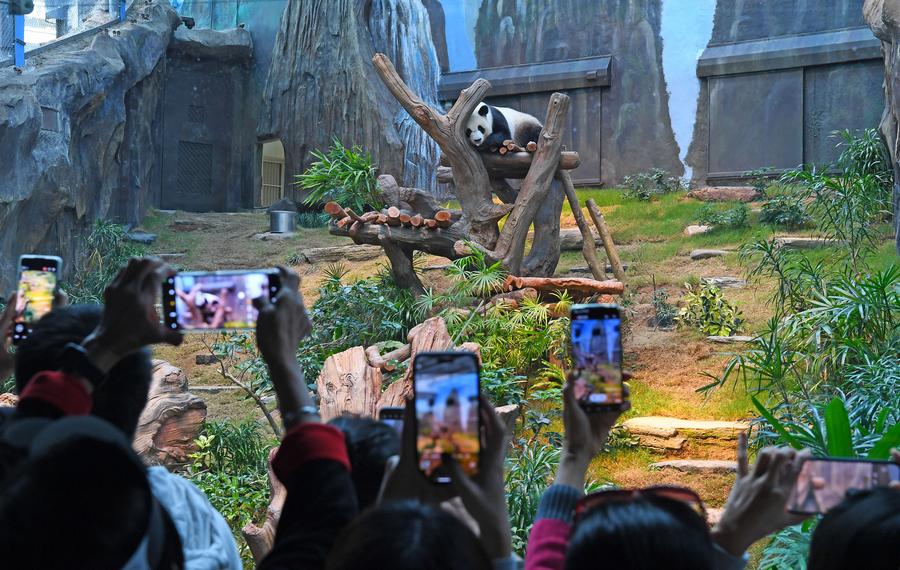 XHNews's tweet photo. Excitement in the metropolis has reached a fever pitch as a pair of new panda members, known as An An and Ke Ke, made their much-awaited public debut at Ocean Park Hong Kong's giant panda enclosure https://t.co/d5kw5Rbwx9 https://t.co/4gdp8Axy8N