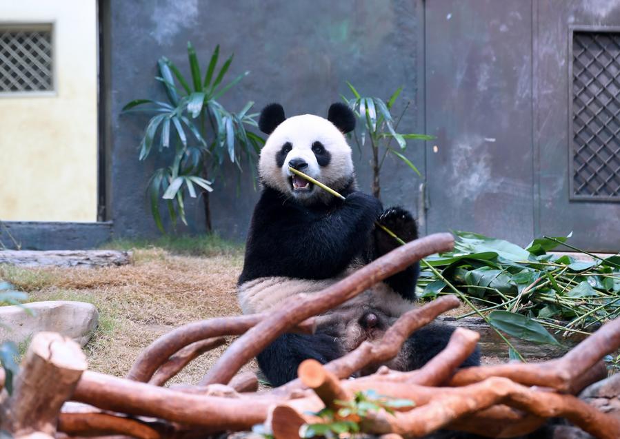 XHNews's tweet photo. Excitement in the metropolis has reached a fever pitch as a pair of new panda members, known as An An and Ke Ke, made their much-awaited public debut at Ocean Park Hong Kong's giant panda enclosure https://t.co/d5kw5Rbwx9 https://t.co/4gdp8Axy8N