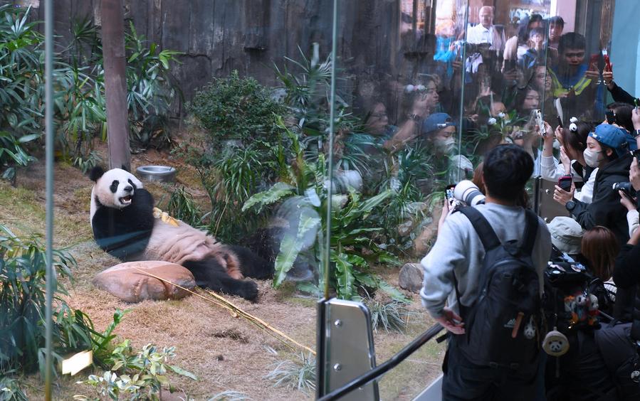 XHNews's tweet photo. Excitement in the metropolis has reached a fever pitch as a pair of new panda members, known as An An and Ke Ke, made their much-awaited public debut at Ocean Park Hong Kong's giant panda enclosure https://t.co/d5kw5Rbwx9 https://t.co/4gdp8Axy8N