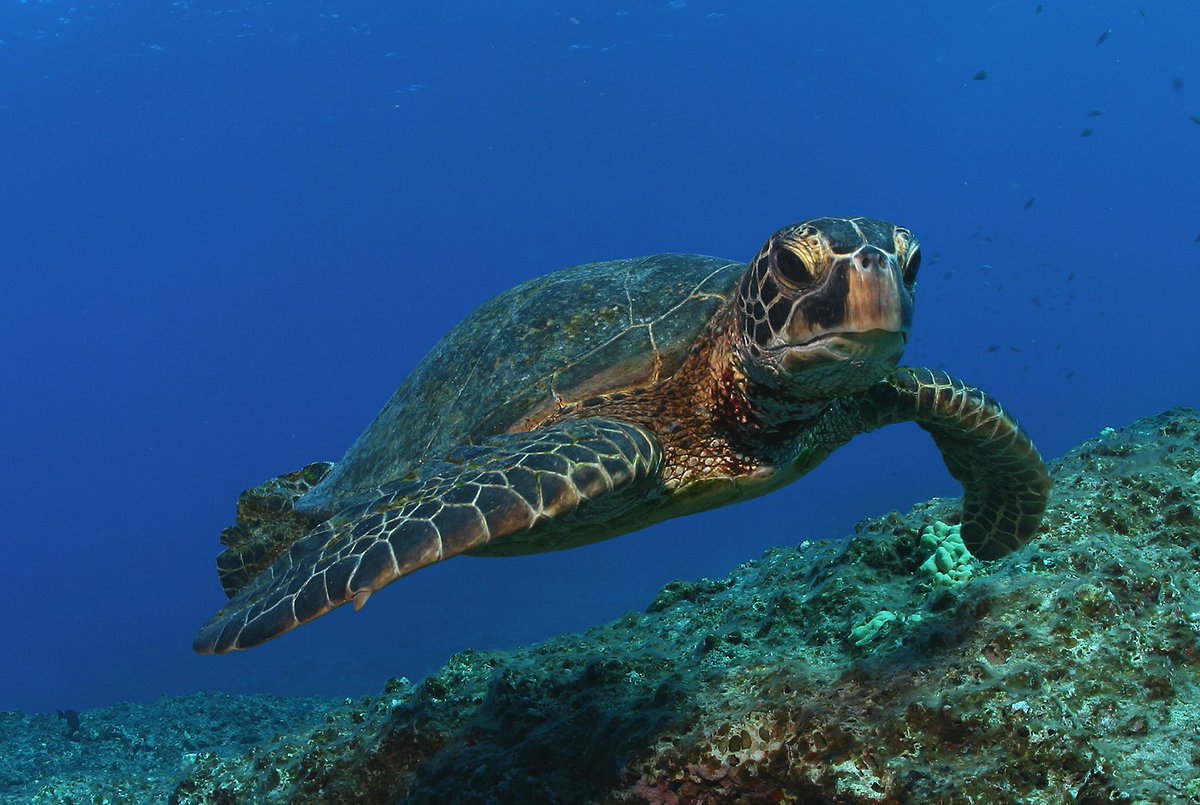 SEEturtles's tweet image. Happy Monday from SEE Turtles!

How was your weekend? We hope it was full of adventure, relaxation, and maybe even some turtle sightings! 

#marineturtle fact: instead of teeth, sea turtles have a beak made of keratin — the same stuff that makes up your fingernails.

©NOAA