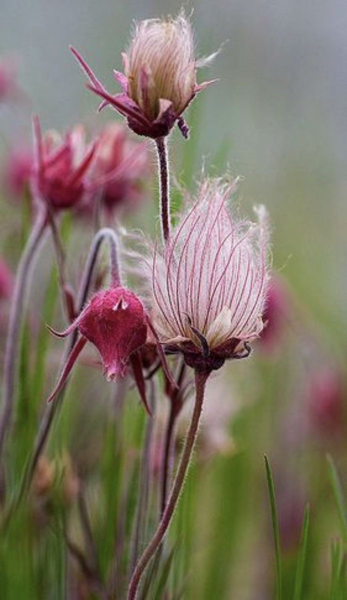Untamedpath's tweet photo. "Delicate wisps of Prairie Smoke, capturing the essence of a wildflower meadow. #prairiesmoke #wildflowers #naturephotography #floralbeauty" https://t.co/MoFvBqCWbn