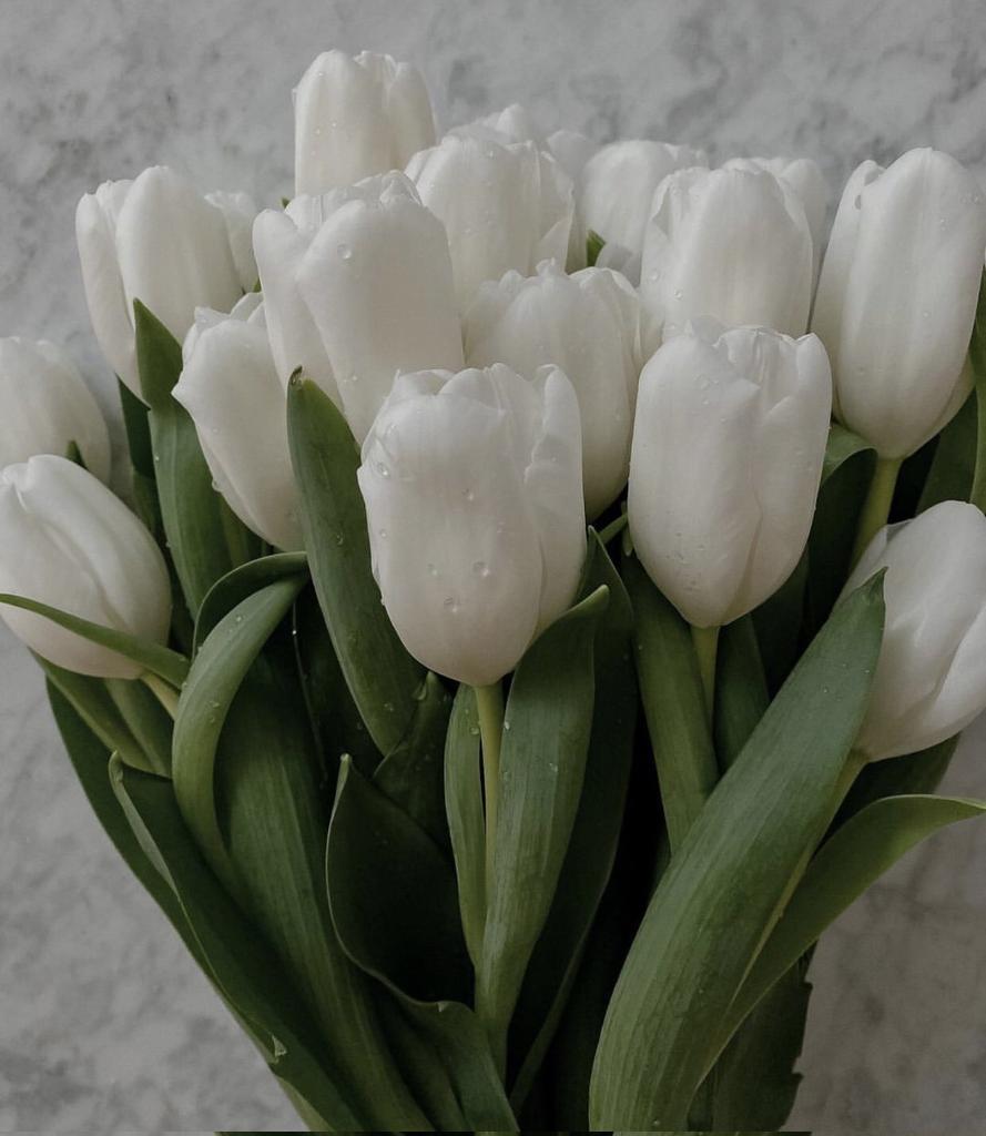 nothingmoment_'s tweet photo. White tulips https://t.co/f7RViSRUVe