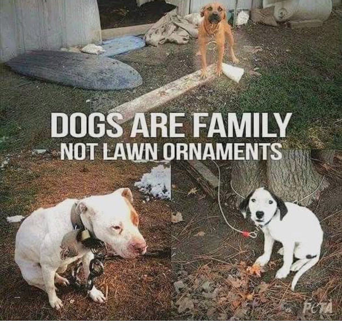 PfeifleWendy's tweet image. So let’s get serious!
#love #lifetimecommitment 
#family #DogsAreFamily #Respect #DIGNITY