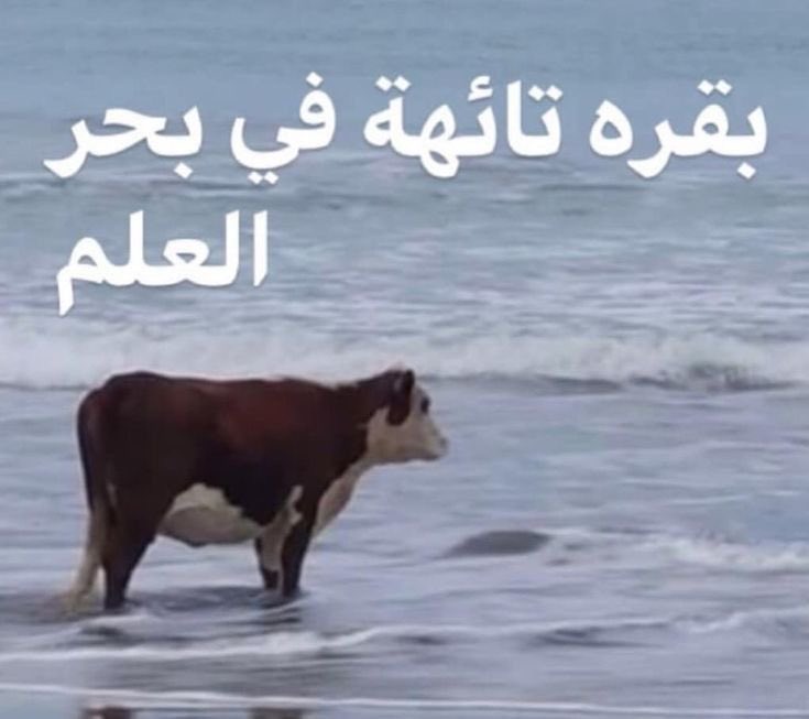 𝙸𝚋𝚛𝚊𝚑𝚒𝚖 (@ibvz) on Twitter photo 