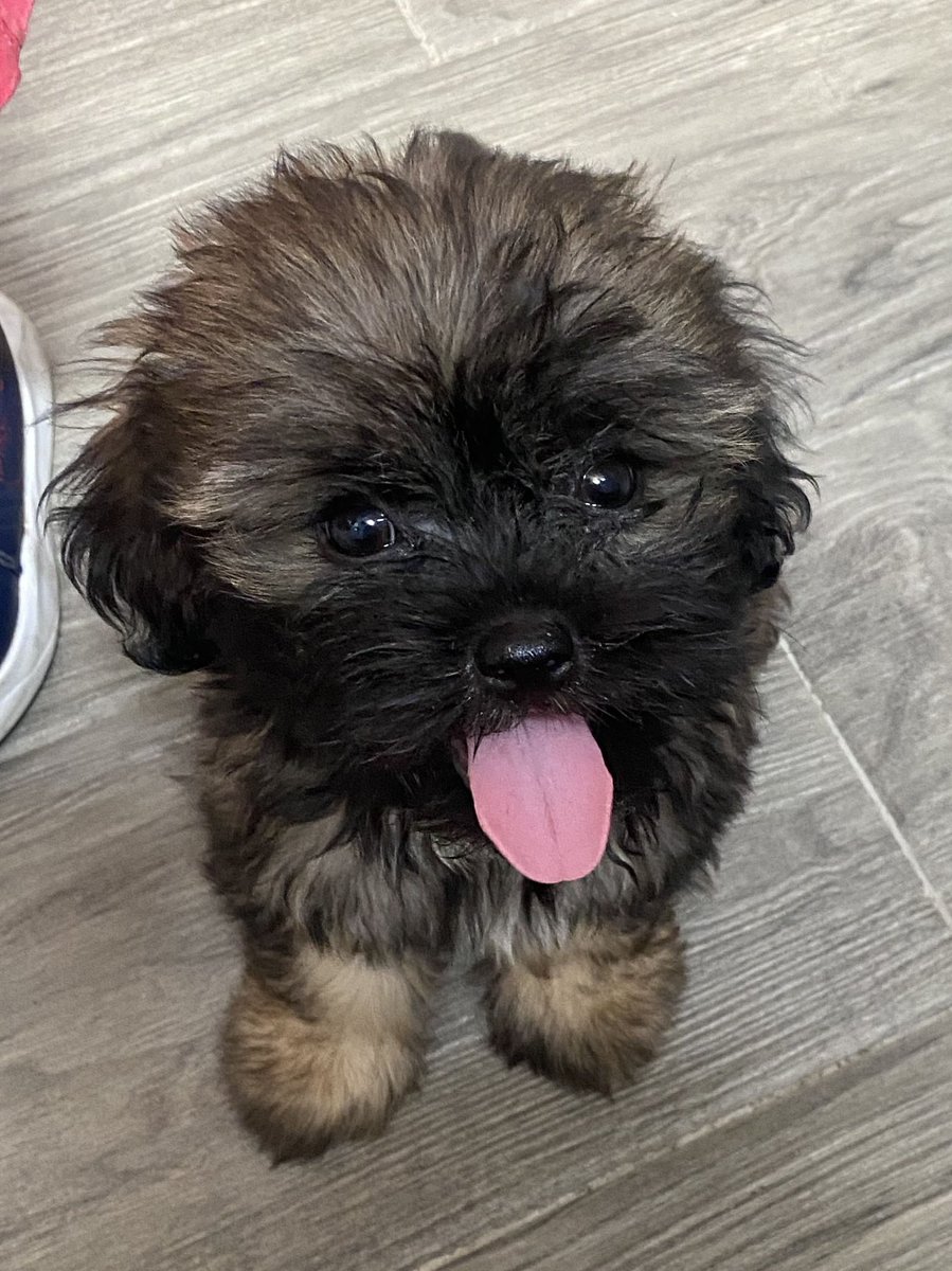 AlertaMePerdi's tweet photo. #PERDIDO #GUAYAQUIL
Nombre: #PERKI
Fecha: 22/05/24
Sector: Norte, Los Vergeles en la autopista terminal Narcisa de Jesús  una cuadra antes de la gasolinera petrorios
Sexo: Macho
Raza: Shih Tzu
Obsv.: Pelaje negro con café 
Contacto: 0979932447
¡Ayúdalo a volver!
#AlertaMePerdí https://t.co/20vSzAkUmR