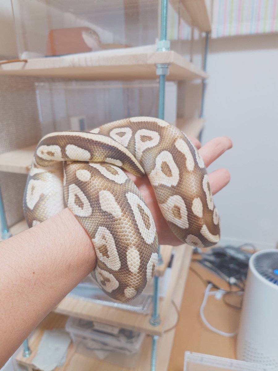 まだまだ甘いけど１年で５匹のボール飼育
数年は買うのは控えては育てていくぞーと思いつついつか買ってしまうんだろう…

#爬虫類好きと繋がりたい
＃ボールパイソン好きと繋がりたい