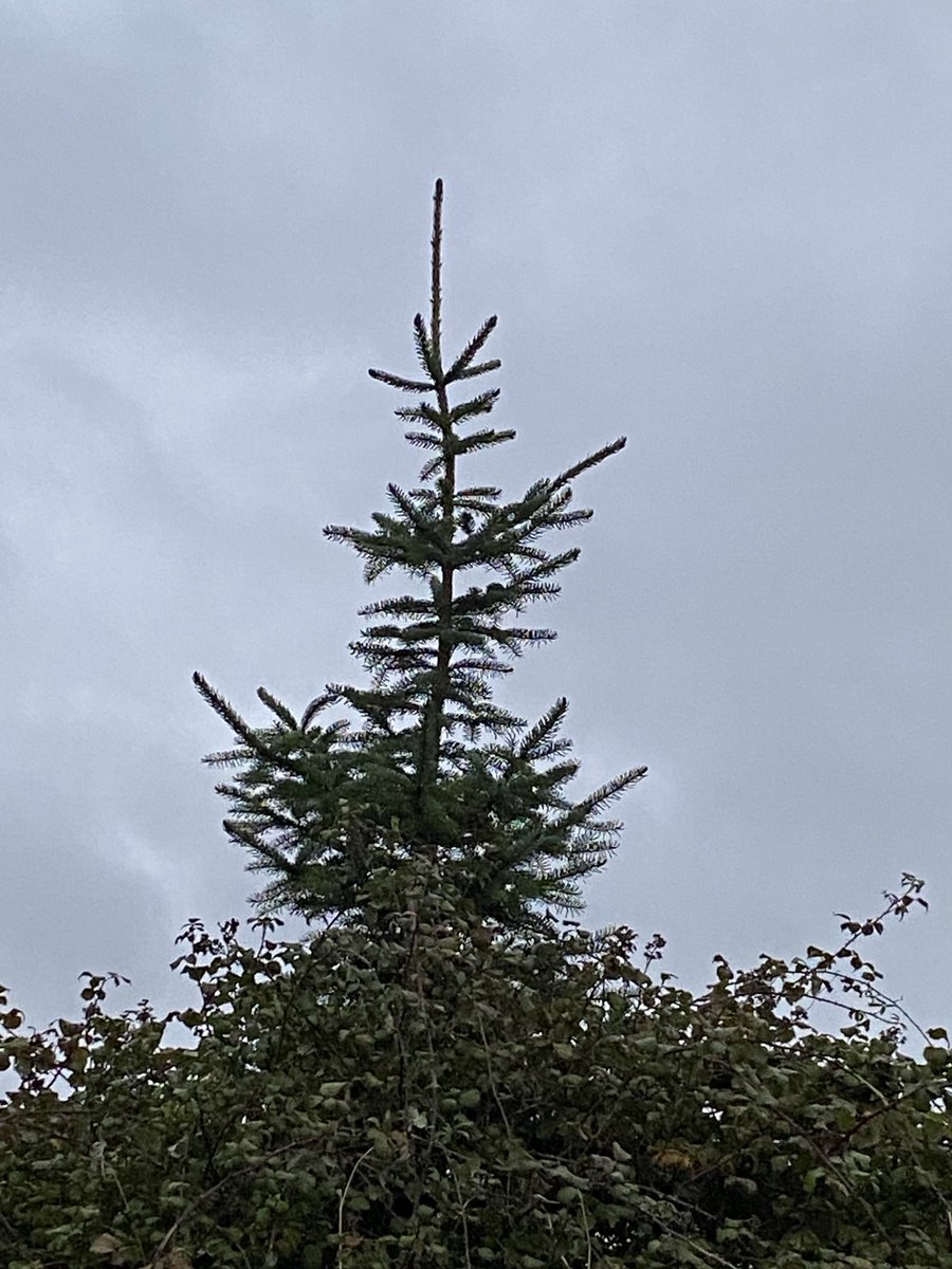 Linda FitzGerald tweet media