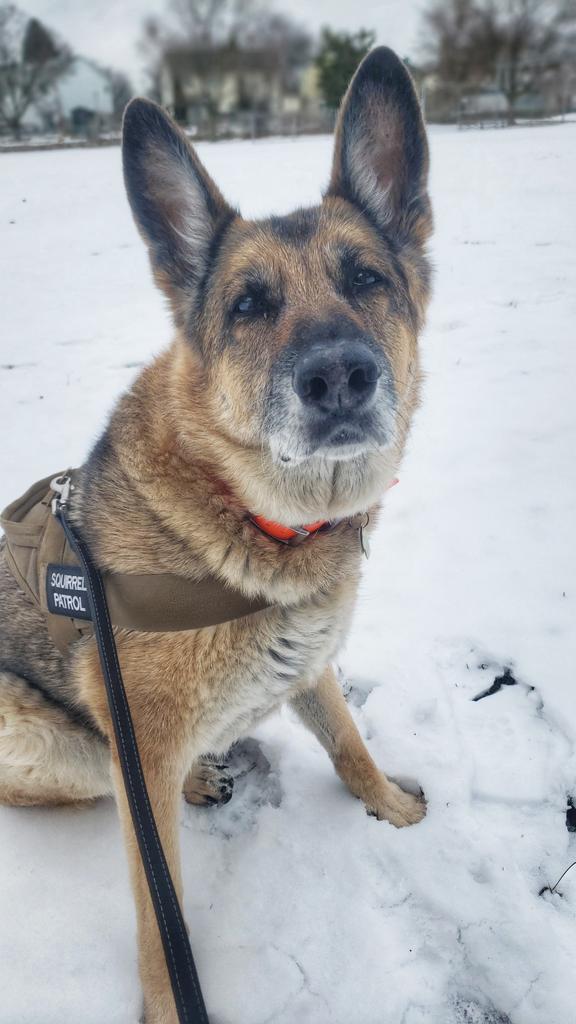 WalkinDogwalk's tweet photo. Our #sillyFilly is almost 13 years old and still loves to play in the snow!
🥰❤🐾🐶🐕❄🌨🧊
#Mondaymotivation #rescueGSD #gsdlove #walkinthedoginwhitby #walkinthedog https://t.co/EtjTzvbmYy