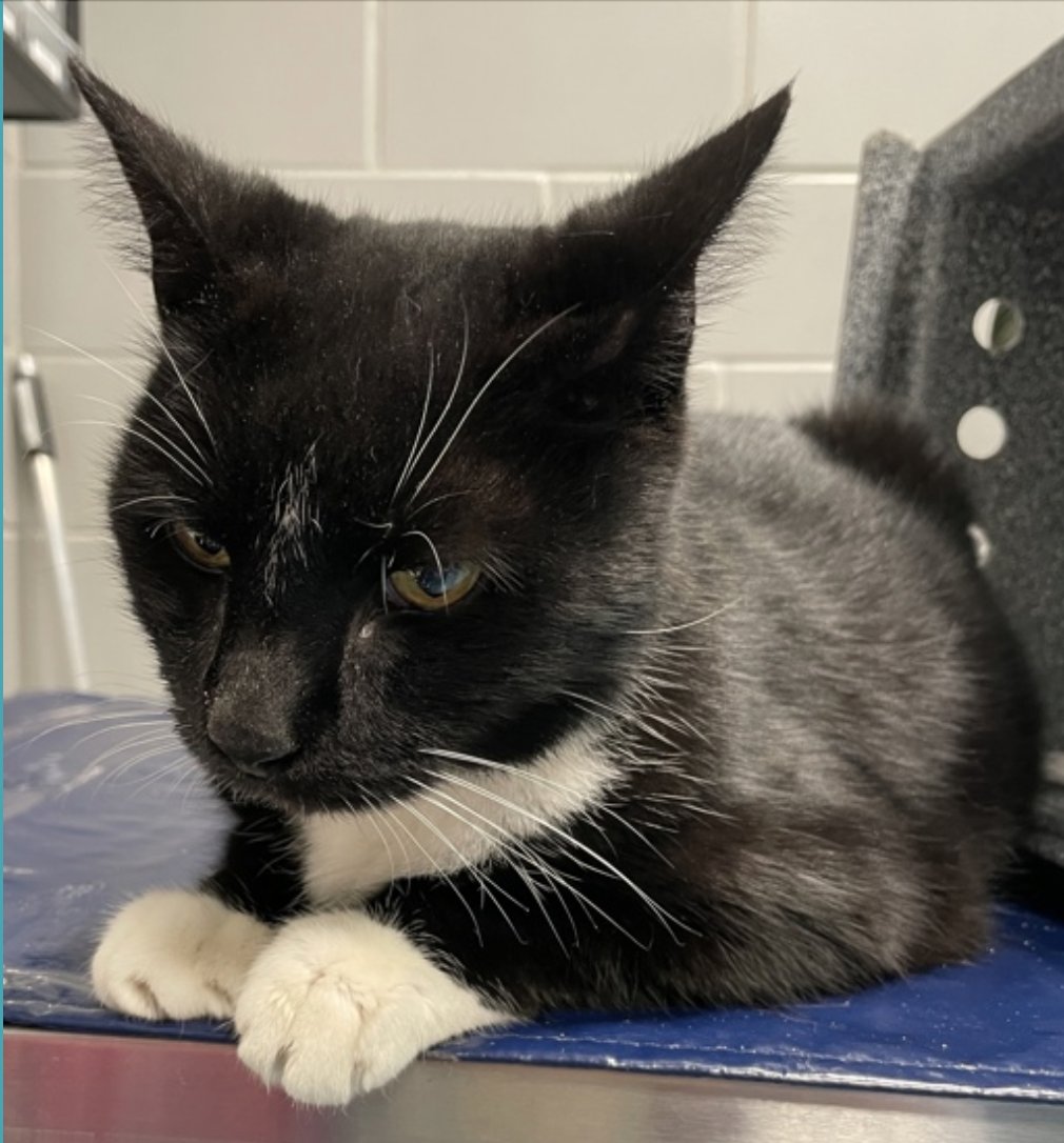 🆘🆘 for Blacksnow 10 yo since 17 days in Queens ACC but depressed with medical priority 😳🔥🔥🔥🏥🏥🆘🆘😿💔 &amp; NOW first time on Emergency Placement List 🆘🆘🆘🆘🆘🆘🆘🆘🆘🆘🆘🆘🆘🆘 and too low in pledges 😿💔

🚨HYPERTHYROID 🚨

Officer came to QACC with a cat &amp; stated they