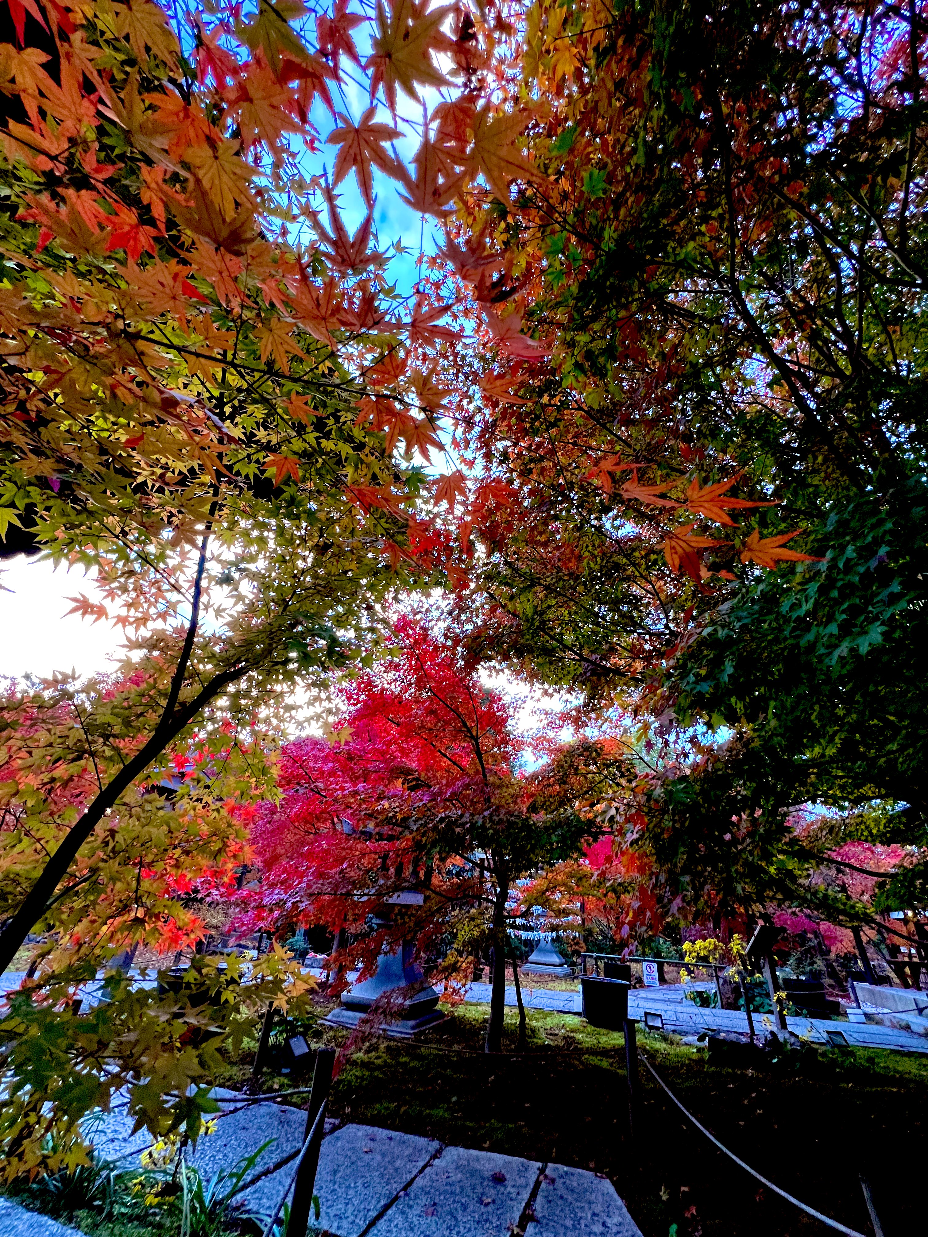 勝林寺 on X: 勝林寺 on X: