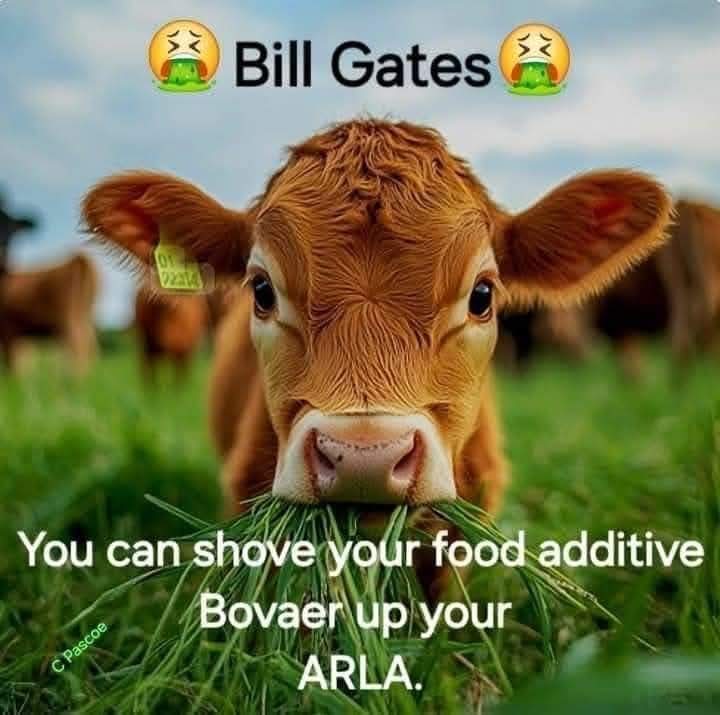 🇩🇰 ONGELOOFLIJK

Denemarken dwingt alle boeren om vanaf 2025 scheetverminderende additieven zoals Bovaer te gebruiken.

Uw melkvoorraad wordt VERGIFTIGD.

Alles wordt in het werk gesteld om uw vruchtbaarheid te minimaliseren,  #ontvolking 

DELEN AUB - Dit is waanzin.
